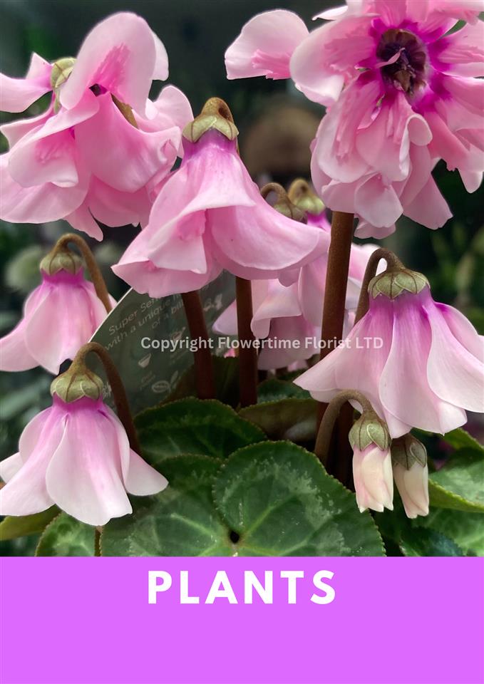 Flowering plants delivered around Cornwall.